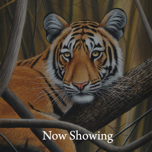 Eye of the Tiger - Now Showing